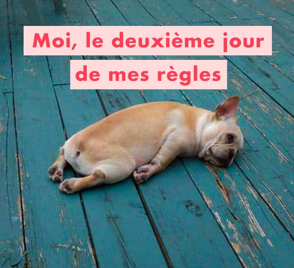 un chien brun est allongé sur un sol en bois bleu