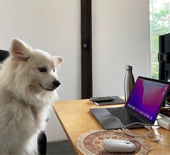 un chien blanc devant un bureau avec ordinateur, écran et souris