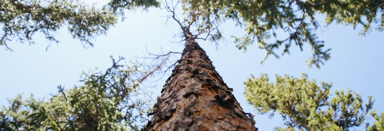 des arbres vues du sol