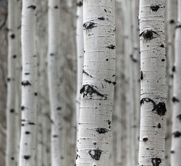 plusieurs troncs de bois de bouleau