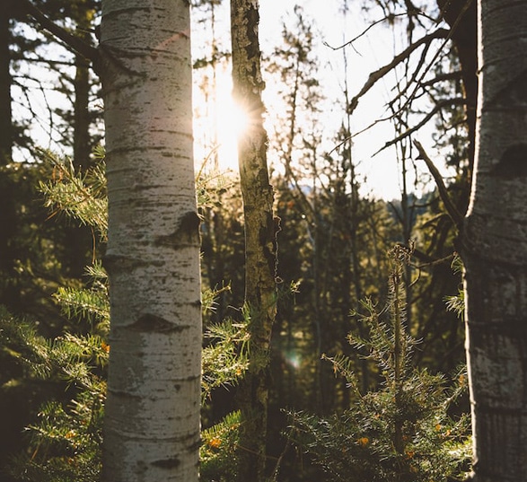 Une forêt de bois de bouleau ensoleillée