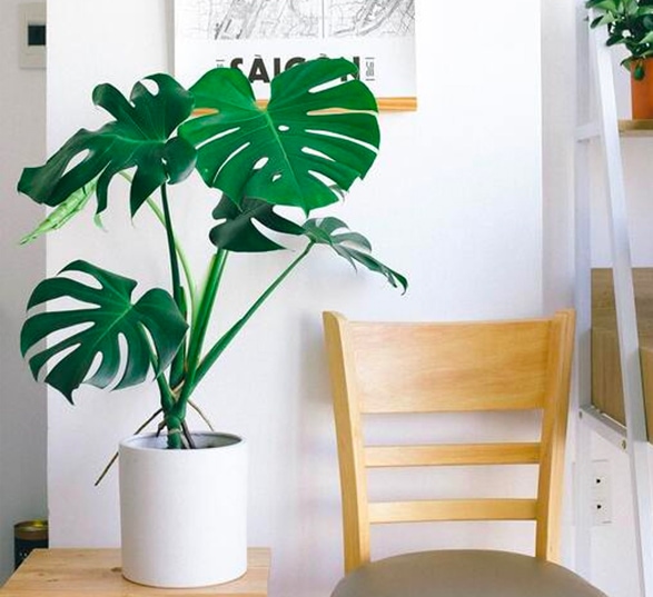 une monstera est posée sur une table d’appoint à côté d’une chaise en bois