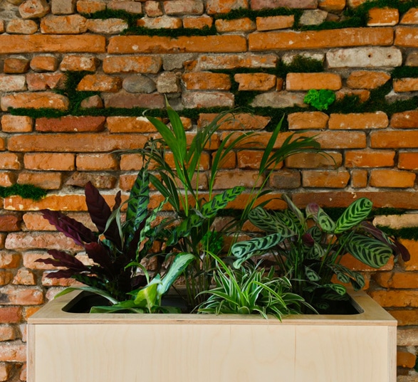 une plante verte intégrée dans un bac en bois devant un mur de brique