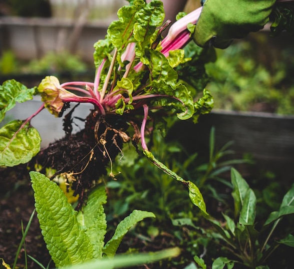 des mains avec gants récoltent des légumes dans un potager d’entreprise