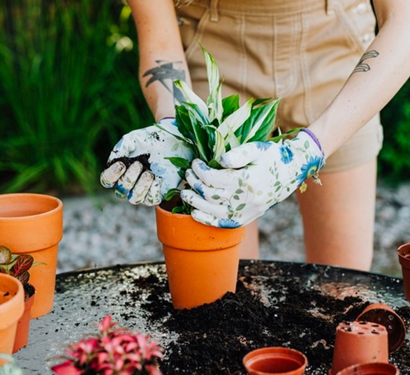 des mains rempotent une plantes vertes sur une table avec de la terre dessus