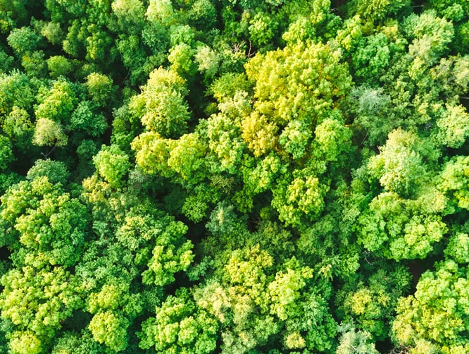 une forêt vue du ciel